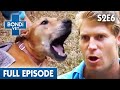 Terrified Dog Stuck Hanging Out Of Window 😱 | Bondi Vet Season 2 Ep6 | Bondi Vet Full Episodes