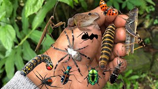 found lots of beautiful little insects‼️caught weaver spiders,caterpillars and many other animals