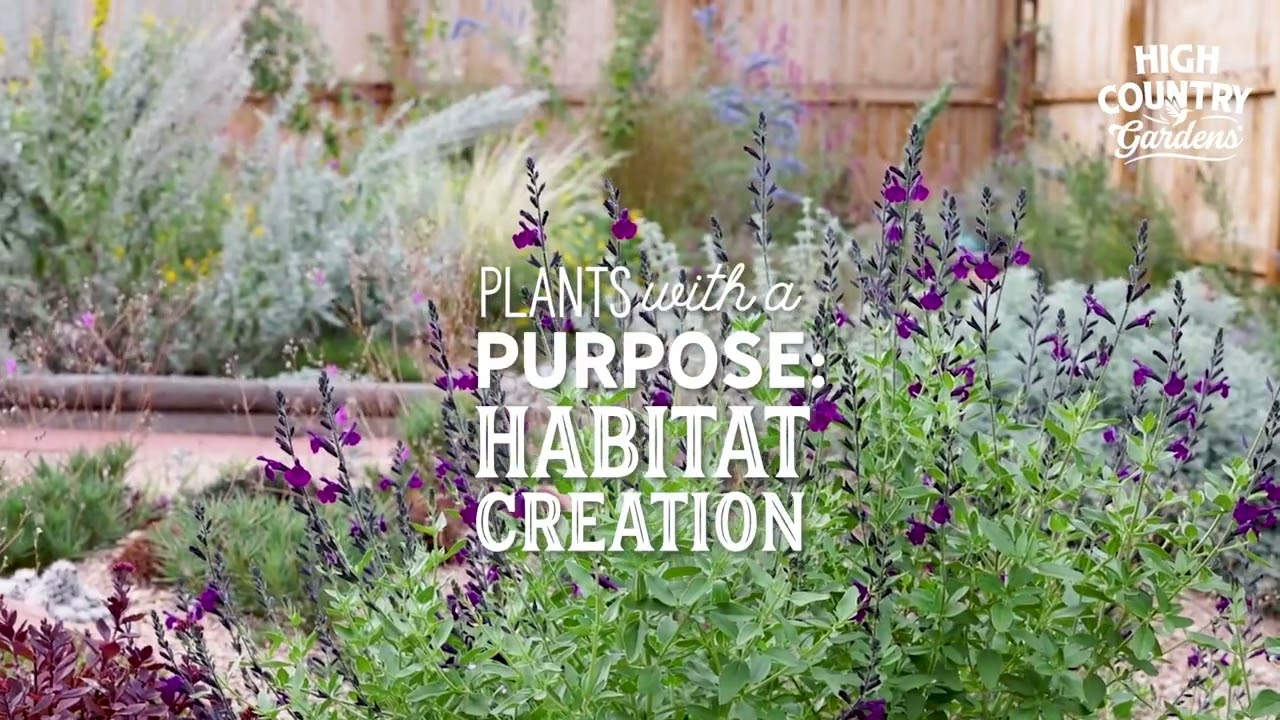 Plants With A Purpose | High Country Gardens