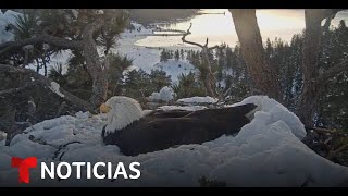 Imágenes del nido de un águila calva en las montañas de California
