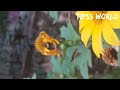 Beautiful Nature | Beautiful  life @ Tipss World