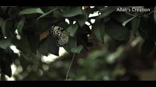 Different Butterflies Flying in Slow Motion || Butterflies Moving