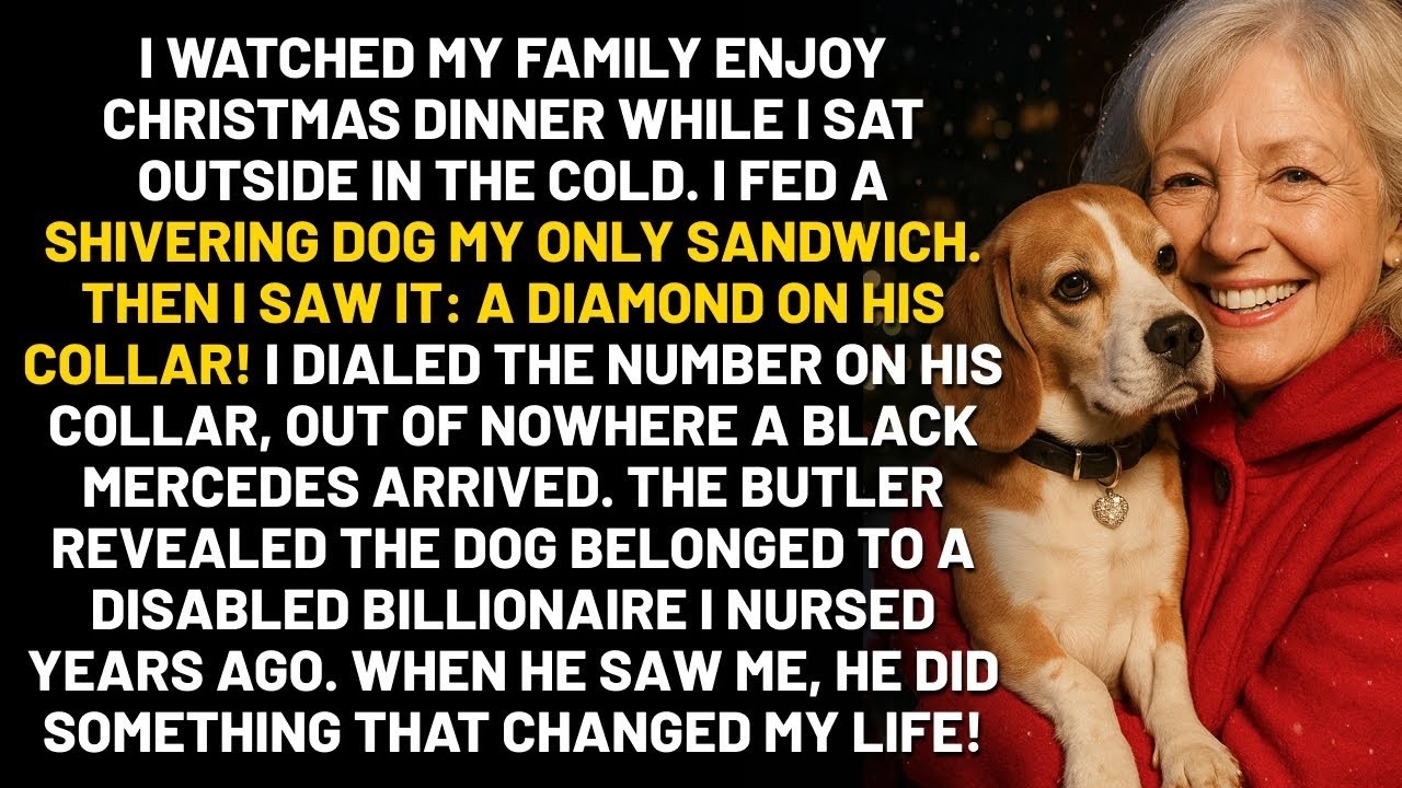 My Family Ate Thanksgiving Dinner While I Sat Outside  I Fed A Stray Dog  The Dog's Collar Ha