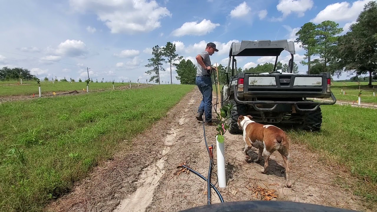 Citrus Orchard Weed Control