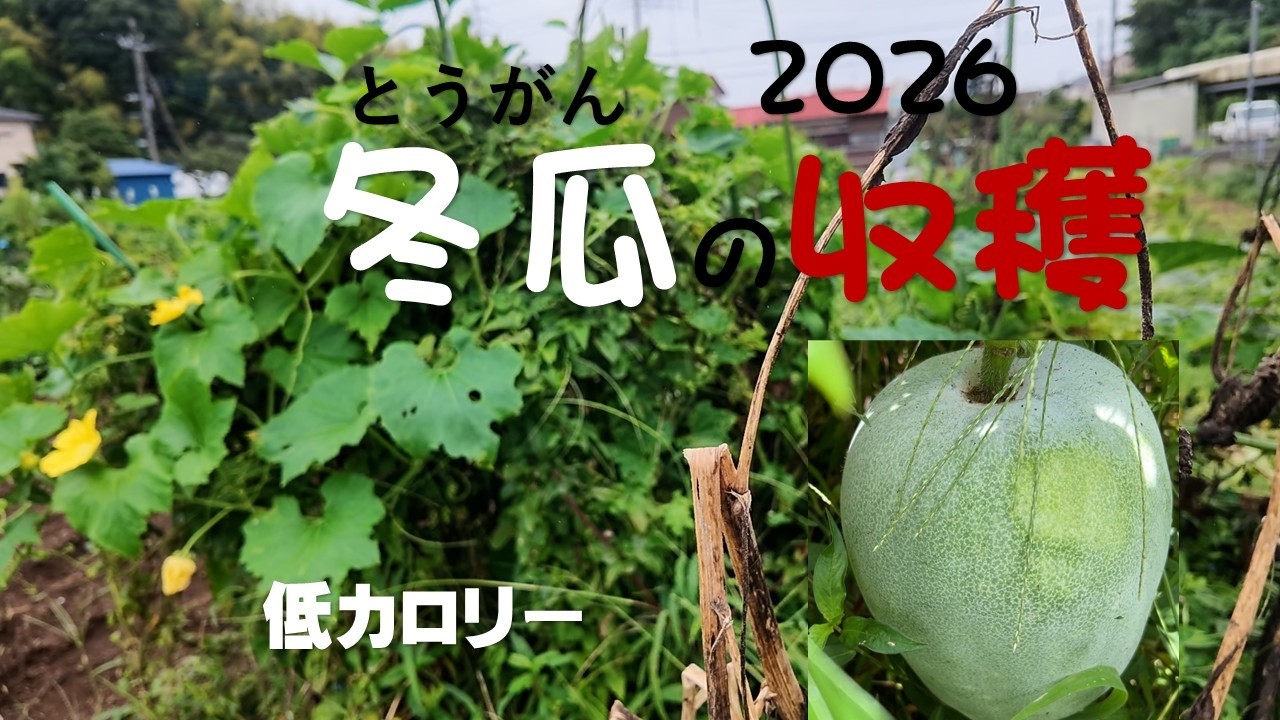 ささげ豆の育て方(自然農法)とあんパン作り 種の播き方、栽培の