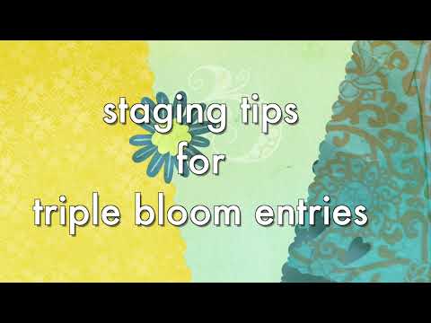 staging tips for triple bloom dahlia exhibits