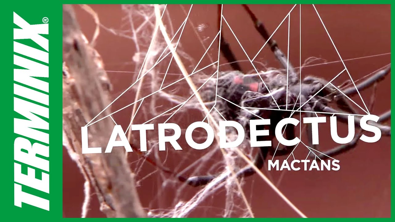 Thumbnail image for Black widow spider control 