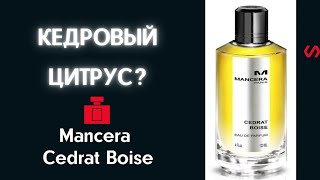 Мансера Cedrat Boise. Обзор на природе