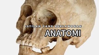 Istilah Berlawanan Seperti Ventral Dorsal Plantar Palmar