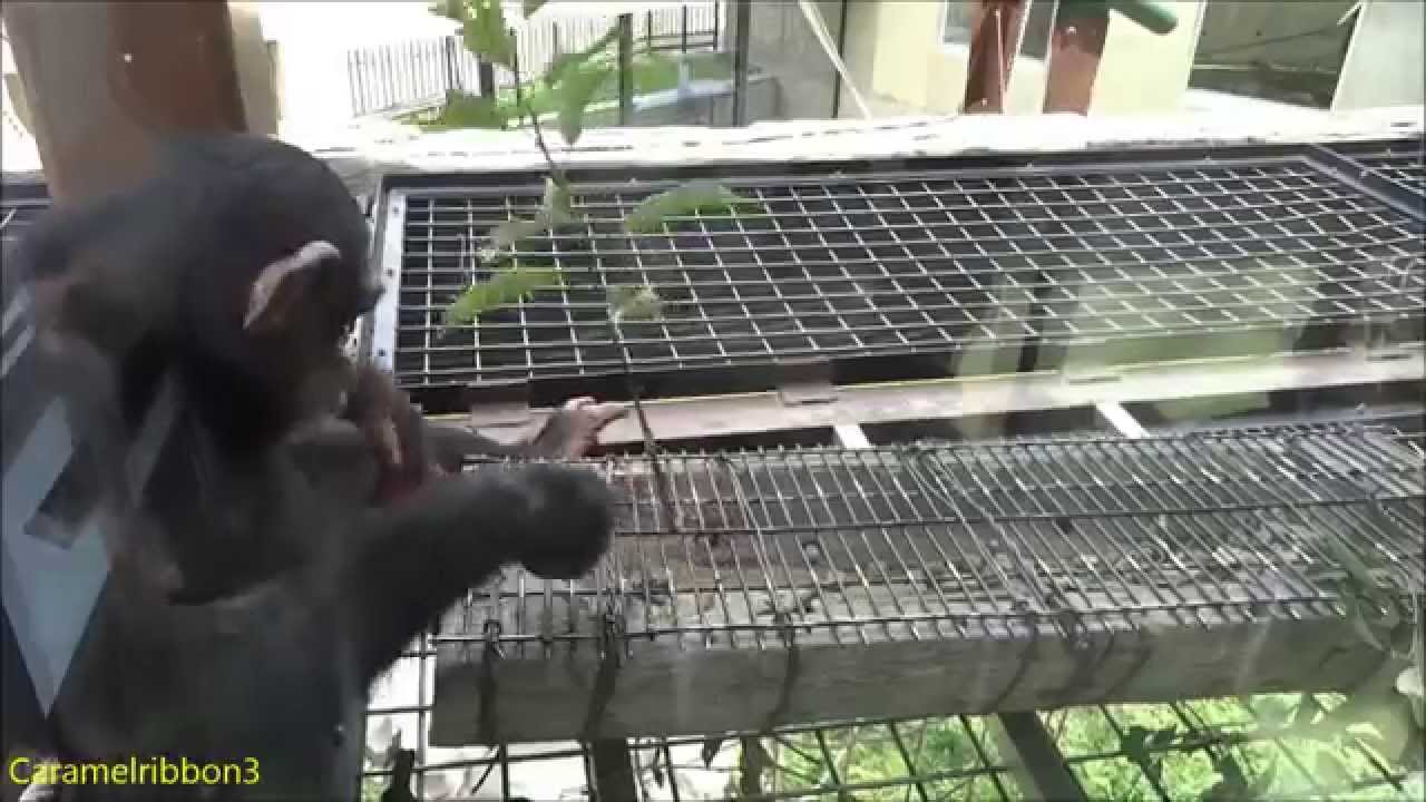 Asahiyama Zoo chimps #3