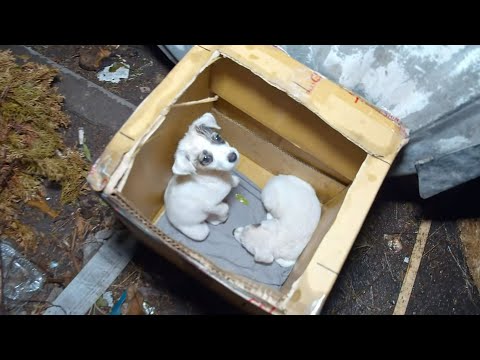 Брошенные щенки звали на помощь замерзая в картонной коробке! Но их никто не слышал!
