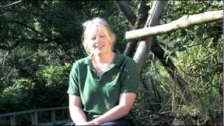 Interview with Primate Keeper at Howletts Wild Animal Park, Kent