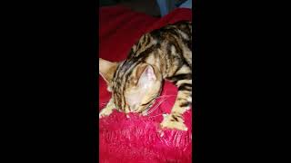 Bengal brown marble tabby