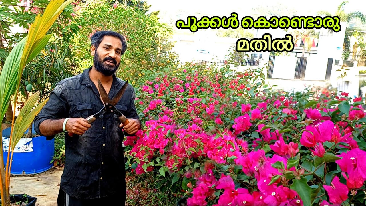 മതിലിന് പകരമായി വളർത്തിയ ബൊഗൈൻ വില്ല 