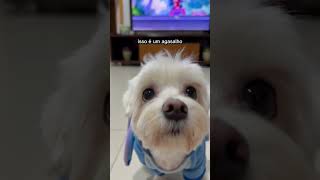 Cachorro usa pijama? ❤️ #cachorros #cachorro #shorts