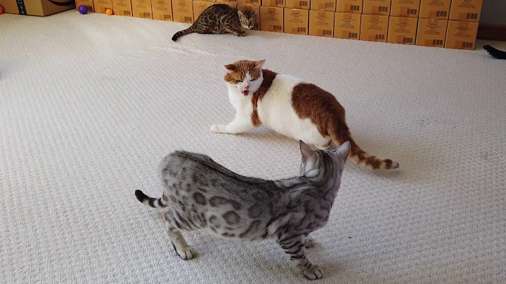 Video 604061: bengal cat kitten, silver male bengal kitten, cat vs bengal, brown female bengal