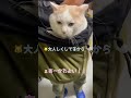やっぱり帰る時はキャリーより抱っこで帰りたい猫【病院猫のほっぺ太郎】#shorts