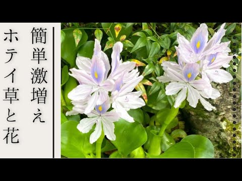 驚異の水草 簡単に増えるホテイ草 儚い花が咲く おまけは小っちゃいヤモリ Eichhornia Crassipes Youtube