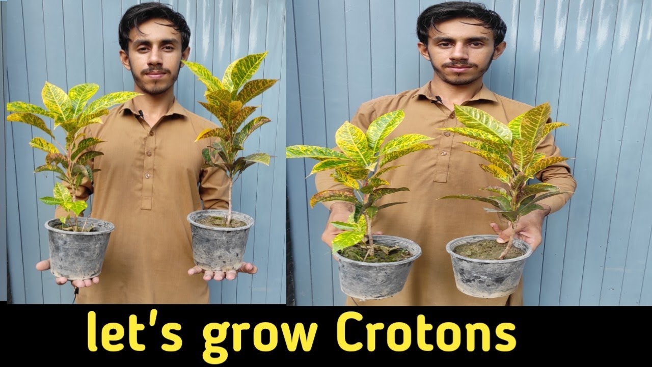 Croton Plant Care Everything You Need to Know YouTube