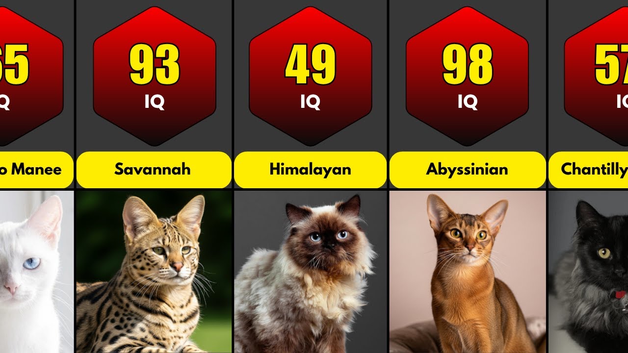 Smartest Cat Breeds in the World (Ranked by IQ Level) - YouTube