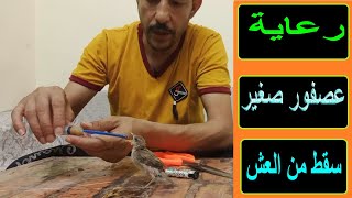 طريقة تأكيل عصفور الدوري الصغير والعناية به