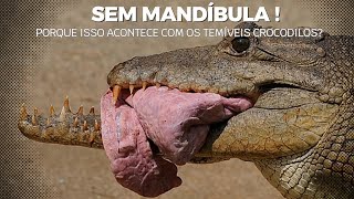 Quando Crocodilos Perdem Sua Mandíbula em Combates!