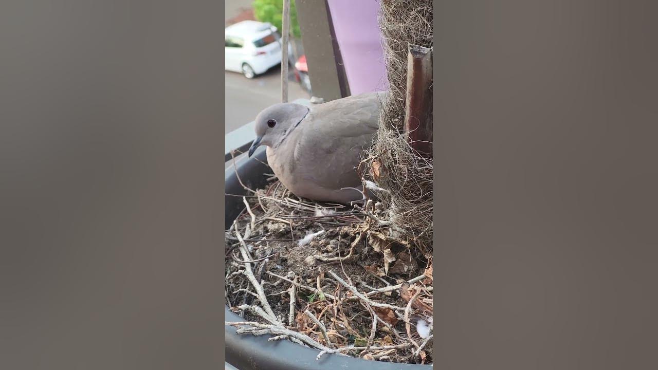 un nid de tourterelle sur mon balcon YouTube