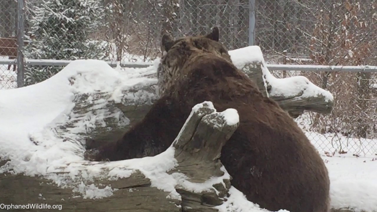 profit and loss statement Leo enjoying the snowy morning.