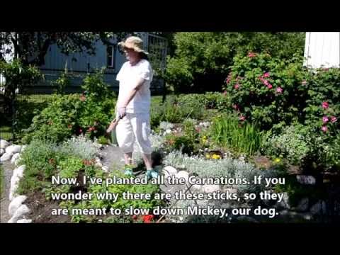 Video: Kesäkukkivia monivuotisia kukkia puutarhaasi