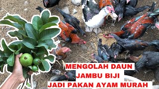 MENGOLAH PAKAN MURAH DARI DAUN JAMBU BIJI YANG BANYAK MANFAAT BAGI KESEHATAN AYAM