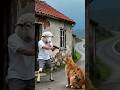 | Cat vs Sheep :The Hilarious Showdown |"🐱🐑😂#shorts#cat