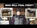 Who Will Foal First? // Versatile Horsemanship