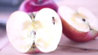 【単焦点レンズ】suck nectar from an Apple【サンふじ】蜂がリンゴの蜜を吸う♪