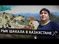 Рык Шакала в Казахстане