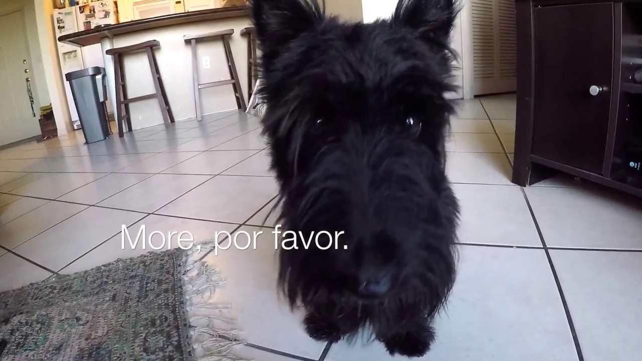 My Reaction to The Farmer's Dog Food: The Best Picky Dog Solution - YouTube