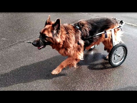 Коляска Animal Mobile для возрастной собаки