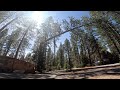 Tree Climber Cuts Massive Top Off Pine Tree🌲