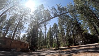 Tree Climber Cuts Massive Top Off Pine Tree🌲