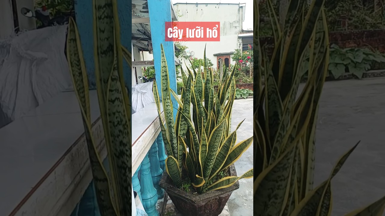 olawin Cây lưỡi hổ cây phong thủy