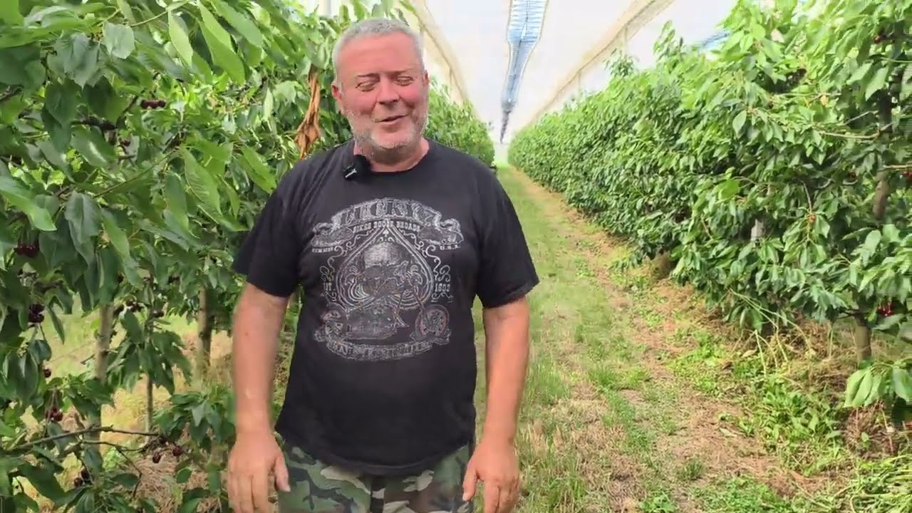 Profi Cseresznye 🍒 ültetvény Olaszba+hasznos információk