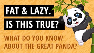 🐼 Funny Animal Quiz Game - What do you know about Pandas? 🐼 🐼 Funny Animal Quiz Game - What do you know about Pandas? 🐼