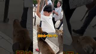奈良公園で鹿せんべい買った瞬間に終わった#shorts