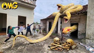 Brave Expert Confronts Giant Python in Abandoned House