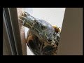 Green Turtle Jackson Opens the Window
