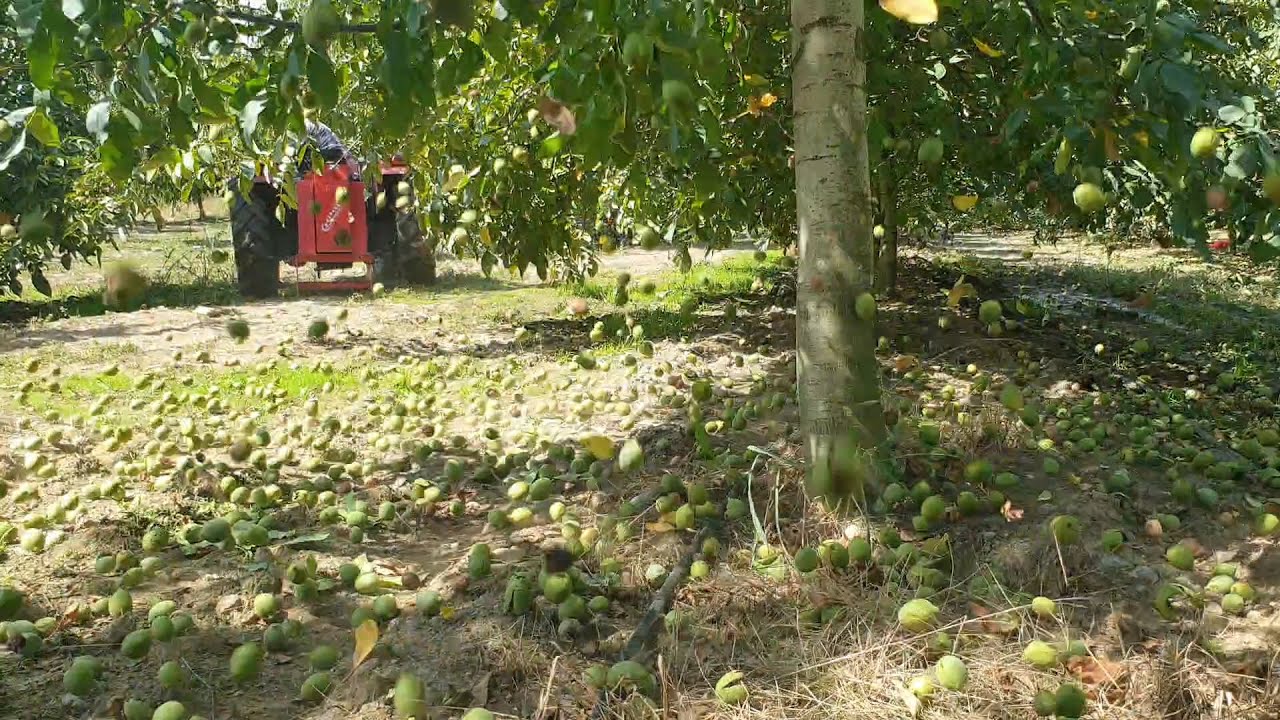 Howard Bahçesindeki Tozlayıcı Fernor Ceviz Hasadı