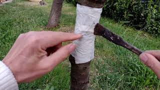 Formiche Sugli Alberi Afidi