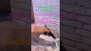 Mobile Fire Dog Removing