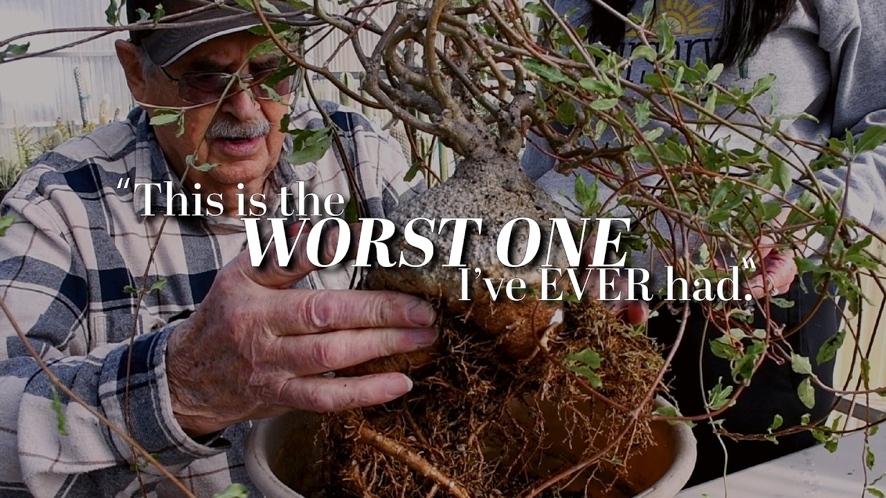 Fockea edulis up-potting + caudex reveal | Caudiciform succulent care & watering