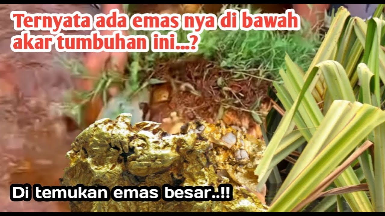 Jenis-jenis tumbuhan yang banyak emas || tumbuhan sungai yang menyimpan banyak emas.