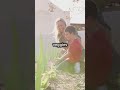 WWII Victory Gardens  #facts #history #reels #english #tiktok #war #learning  #viralvideo  #facebook
